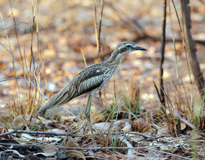 Deze Australische Griel sloop langs de rand van het kampeer terrein in Jaburi. Plotseling zag ik hem op een paar meter afstand, te dicht bij om met mijn 500 mm lens te fotograferen. Ik rustig terug gelopen de Griel stapje voor stapje vooruit tot ik deze foto kon maken. Helaas heb ik hem niet gezien in de voor deze Griel bekende sluipgang, kruipend met zijn buik over de grond.