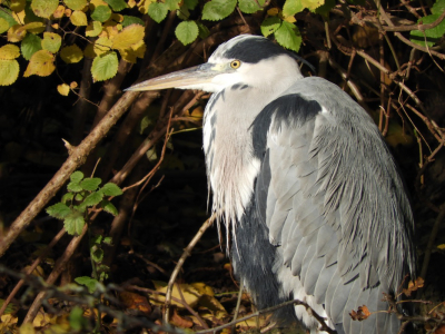 Het zonnetje onthulde de prachtige details en verscheidenheid aan veren van deze blauwe reiger.