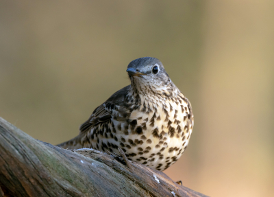 <i class='fa fa-user'></i> Martin Verbeeten |   Grote Lijster  <i class='fa fa-eye'> 244</i>   <i class='fa fa-comment-o'> 4</i>