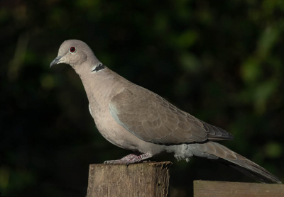 Deze Tuekse tortel zit te genieten in het winterzonnetje.