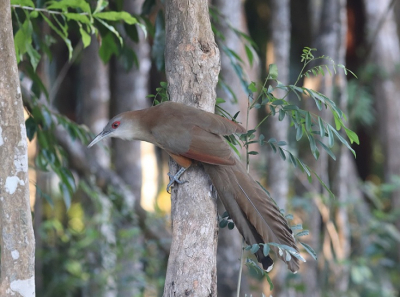 <i class='fa fa-user'></i> Gerard E |   Cubaanse Hagediskoekoek  <i class='fa fa-eye'> 219</i>   <i class='fa fa-comment-o'> 6</i>