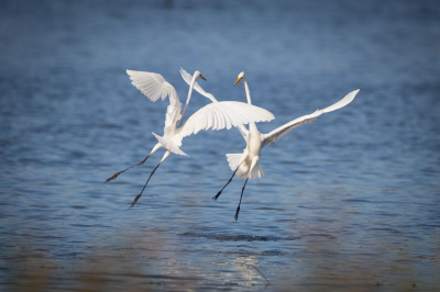 Twee zilver reigers die elkaar dusdanig aan't uitdagen zijn dat ze mij even over het hoofd zien.