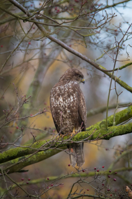 Bij het fort van Eben Emael zit soms een buizerd die helemaal niet schuw is.