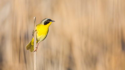 Common Yellowthroat, gefotografeerd in Point Pelee NP. Het was lastig om deze vrijzittend te fotograferen. Uiteindelijk is het wel gelukt