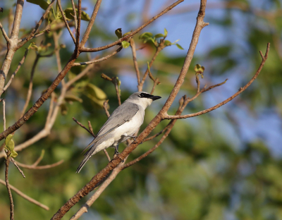 De Papuarupsvogel er zijn vele ondersoorten van deze vogel. Hier de soort  hypoleuca die voor komt in noord Australi. Wij hebben op onze tocht veel van deze vogels gezien en gefotografeerd. Dikwijls laat in de middag zitten ze te genietenvan de ondergaande zon op open plekjes in de bomen.