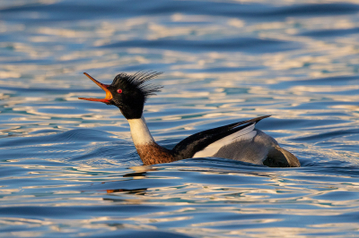 <i class='fa fa-user'></i> Peter Soer |   Middelste Zaagbek  <i class='fa fa-eye'> 431</i>  <i class='fa fa-thumbs-up'> 7</i>   <i class='fa fa-comment-o'> 6</i>