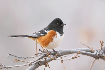 <i class='fa fa-user'></i> thijsglastra |   Gevlekte Towie  <i class='fa fa-eye'> 339</i>  <i class='fa fa-thumbs-up'> 9</i>   <i class='fa fa-comment-o'> 10</i>