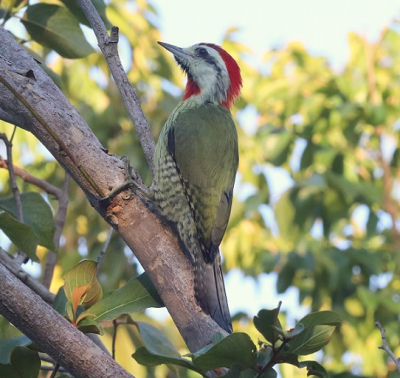 <i class='fa fa-user'></i> Gerard E |   Cubaanse Groene Specht  <i class='fa fa-eye'> 198</i>   <i class='fa fa-comment-o'> 1</i>