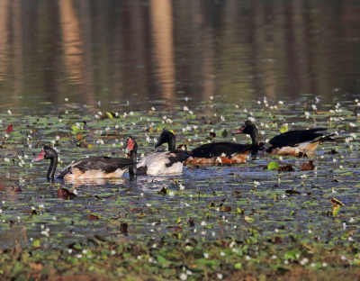 De Ekstergans is een vaste bewoner van de moeras gebieden rond Darwin en het Kakadu N P. Ze zijn aanwezig in grote getale en gemakkelijk te fotograferen zeker vanuit schuilhutten. Ze eten water- en planten op de oevers in het droge seizoen graven ze ook wortels op. Het mannetje is te herkennen aan de knobbel op zijn kruin, het vrouwtje is iets kleiner.