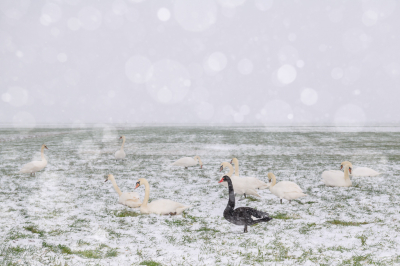 Een foto van vorige week toen het sneeuwde. Normaal gesproken ben ik niet zo'n liefhebber van deze exoot, maar dit vond ik wel een leuk plaatje. Het zwarte schaap van de familie...