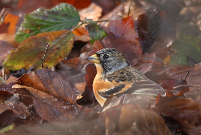 <i class='fa fa-user'></i> loek van de Leur |   Keep  <i class='fa fa-eye'> 234</i>  <i class='fa fa-thumbs-up'> 1</i>   <i class='fa fa-comment-o'> 3</i>