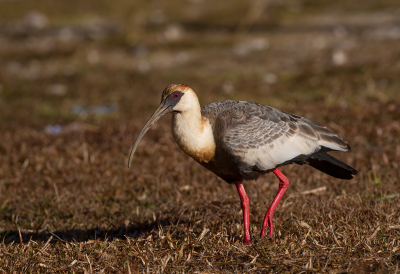 <i class='fa fa-user'></i> charlysax |   Geelhalsibis  <i class='fa fa-eye'> 179</i>  <i class='fa fa-thumbs-up'> 1</i>   <i class='fa fa-comment-o'> 3</i>