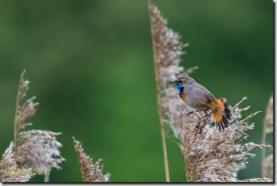 is een blauwborstje tijdens de broedtijd, het was vrij zonnig, het is een soort van rietzangers