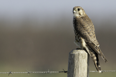 <i class='fa fa-user'></i> Rene Sluimer |   Smelleken  <i class='fa fa-eye'> 391</i>  <i class='fa fa-thumbs-up'> 7</i>   <i class='fa fa-comment-o'> 7</i>