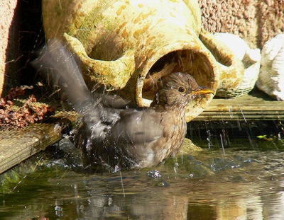 Deze merel maakt dankbaar gebruik van onze vijver als bad plaats. Genomen met Panasonic FZ30+raynox 2,2 coverter op 920mm iso 100 F 8.0 1/60 O.I.S. aan van af eenpoot statief van uit de woonkamer .De overstap van de 300d met sigma 50-500mm naar deze panasonic bevalt me uitstekend was even wennen.Met zijn voor en nadelen.