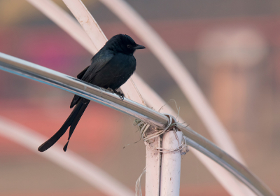 <i class='fa fa-user'></i> Frank van der Wielen |   Koningsdrongo  <i class='fa fa-eye'> 177</i>   <i class='fa fa-comment-o'> 2</i>