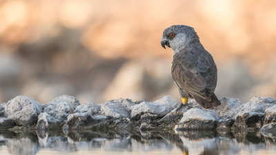 Nabij Eosha was er een kamp met een drinkplaats. 's Ochtends heel vroeg in het donker opgestaan en gewacht wat er op het water zou afkomen. Toen de zon opkwam, kwam deze Rppells Papegaai even drinken.