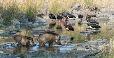 <i class='fa fa-user'></i> martin lok |   Zwarte Ooievaar  <i class='fa fa-eye'> 419</i>  <i class='fa fa-thumbs-up'> 13</i>   <i class='fa fa-comment-o'> 15</i>