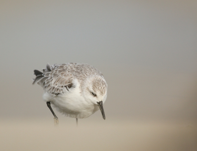 Hoe sterk is de eenzame .. Ook als het waait op het strand is er altijd wel iets te fotograferen. Met deze drieteenstrandloper probeer ik de strijd tegen de wind en het opstuivende zand weer te geven.