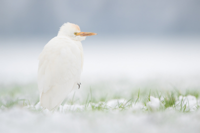 <i class='fa fa-user'></i> Hans Overduin |   Koereiger  <i class='fa fa-eye'> 611</i>  <i class='fa fa-thumbs-up'> 53</i>   <i class='fa fa-comment-o'> 29</i>