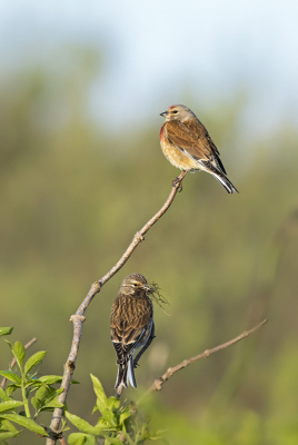 <i class='fa fa-user'></i> Bert Ooms |   Kneu  <i class='fa fa-eye'> 269</i>  <i class='fa fa-thumbs-up'> 1</i>   <i class='fa fa-comment-o'> 5</i>