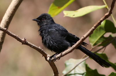 <i class='fa fa-user'></i> Rene en George |   Senegalese Drongovliegenvanger  <i class='fa fa-eye'> 180</i>   <i class='fa fa-comment-o'> 2</i>