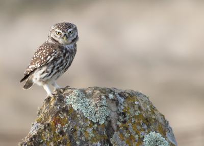 <i class='fa fa-user'></i> Marie-Jos Boon |   Steenuil  <i class='fa fa-eye'> 373</i>  <i class='fa fa-thumbs-up'> 11</i>   <i class='fa fa-comment-o'> 14</i>