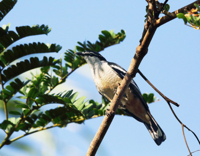Er  zijn 15 soorten van de Witbrauwtriller op de foto de soort rufiventris die uitsluitend in Australi N T voor komt. Wij hebben er een aantal kunnen fotograferen in de bomen en in de bebossing waar ze op  zoek zijn naar bessen en insecten. Ze laten zich goed benaderen zoals op deze foto genomen op 12 meter in de tuin van onze vakantie bungalow in Humpy Doo