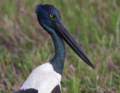 Een boot trip op de Yellow waters is de belangrijkste bezienswaardigheid voor vogel liefhebbers. Onvoorstelbare aantallen en soorten zijn daar te zien. Hierbij ook de  Australische Jabiroe genoemd, is bijna net zo groot (1.3 meter) als zijn Amerikaanse soortgenoot. Deze foto toont een vrouwtje met een geel oog !