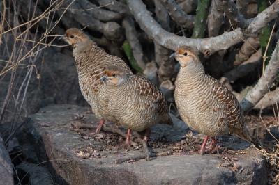 <i class='fa fa-user'></i> martin lok |   Grijze Frankolijn  <i class='fa fa-eye'> 274</i>   <i class='fa fa-comment-o'> 8</i>