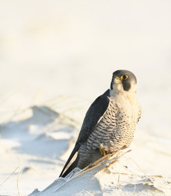 Slechtvalk met prooi is nog redelijk benaderbaar. Nu met heel veel geduld deze slechtvalk zonder prooi op het strand vanuit de auto weten te fotograferen. Om een winters beeld te creren , heb ik de achtergrond opgelicht. Ben benieuwd wat jullie hiervan vinden ?