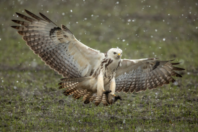 <i class='fa fa-user'></i> Annie Keizer |   Buizerd  <i class='fa fa-eye'> 548</i>  <i class='fa fa-thumbs-up'> 19</i>   <i class='fa fa-comment-o'> 19</i>