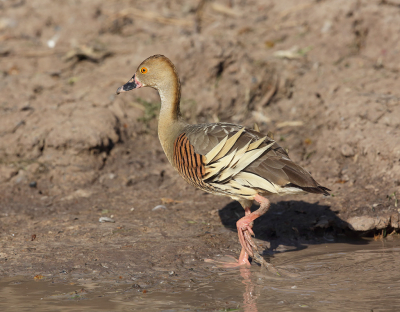 De Australische Fluiteend is wel een heel leuke verschijning.Wij hebben er veel gezien in het Kakadu N P, maar op onze vaartocht over de Yellow waters was het prijs schieten. Hier n van dichtbij, helaas de achtergrond is niet zo goed maar de eend des te beter