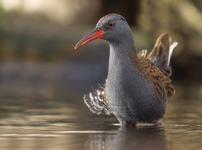 <i class='fa fa-user'></i> Jurgen Maassen |   Waterral  <i class='fa fa-eye'> 418</i>  <i class='fa fa-thumbs-up'> 18</i>   <i class='fa fa-comment-o'> 10</i>