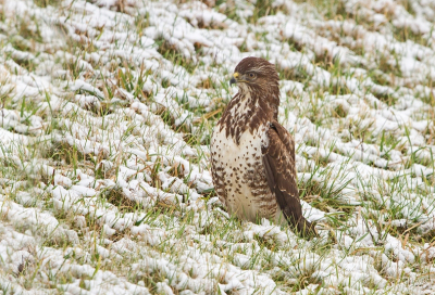 Na een 'fotojacht'op bos- en rietvogels (net vrdat de feb-MO bekend gemaakt was) zag ik vlakbij onze auto deze Buizerd. Eerst op zijn rug, zittend op een paaltje. Maar er kwam een auto langs en hij vloog weg. Hij landde even verderop in het besneeuwde talud. Stapje voor stapje kon ik hem steeds dichter benaderen.