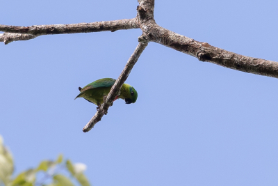 <i class='fa fa-user'></i> Paul van Giersbergen |   Salvadori's Vijgpapegaai  <i class='fa fa-eye'> 193</i>   <i class='fa fa-comment-o'> 0</i>