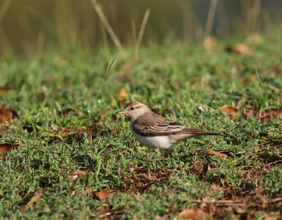 De   Grijsstuittriller komt voor in heel Australi . Het Kakadu N P is n van de 6 concentratie gebieden. Helaas hebben wij er maar een paar kunnen fotograferen.  Het zijn vogels die in het voorjaar en begin zomer luid zingend boven hun territorium hun aanwezigheid kenbaar maken. Al vliegend en in de bomen  jagen ze op insecten, en hun dieet wordt aangevuld met vruchten.