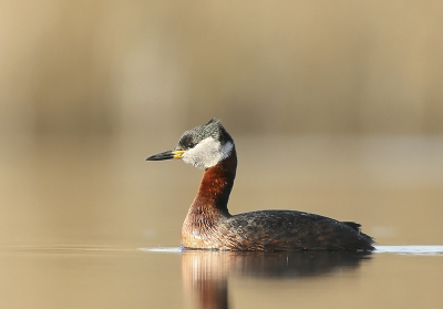 Deze roodhalsfuut wilde wel meewerken. Het licht was mooi , de afstand geen probleem en de achtergrond rustig. Bij het bewerken van de foto voor birdpix blijf ik toch wat moeite  hebben. De commentaren dat de foto wat vlak is , heb ik proberen te voorkomen door de vogel wat te verscherpen. Ben benieuwd hoe het nu lijkt.