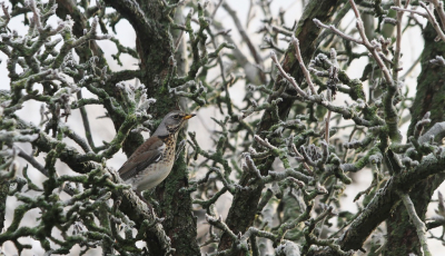 <i class='fa fa-user'></i> Fons Hoiting |   Kramsvogel  <i class='fa fa-eye'> 241</i>  <i class='fa fa-thumbs-up'> 9</i>   <i class='fa fa-comment-o'> 13</i>