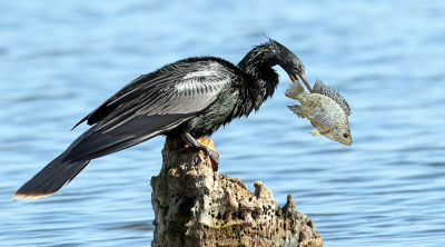 In Florida wordt je gek van de aantallen slangenhalsvogels en niet zelden ook kan er een foto worden gemaakt met een vis. Helaas zit de vogel dan vaak tussen begroeiing etc. of is de vis te snel opgevreten. Deze keer stond'ie lekker vrij en zat de vis erg vast aan de snavel. Hij was minuten bezig om de vis los te krijgen.