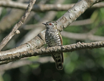 Er zijn veel ondersoorten van de kleine koekoek dit is de soort van Noord Australi. Wij troffen hem aan op de begraafplaats  bij de Adelade River. Geen paniek vogel blijft rustig zitten op 8 meter afstand.