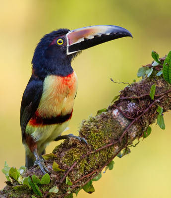 <i class='fa fa-user'></i> Paul Cools |   Halsbandarassari  <i class='fa fa-eye'> 362</i>  <i class='fa fa-thumbs-up'> 25</i>   <i class='fa fa-comment-o'> 21</i>