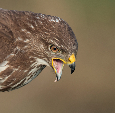 <i class='fa fa-user'></i> Wilfried Solarz |   Buizerd  <i class='fa fa-eye'> 408</i>  <i class='fa fa-thumbs-up'> 26</i>   <i class='fa fa-comment-o'> 20</i>