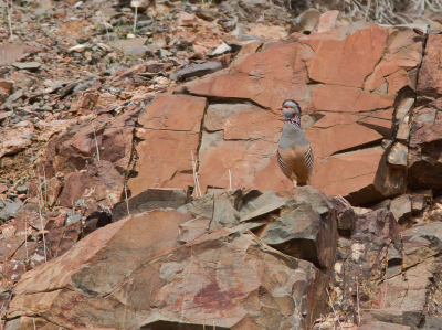 <i class='fa fa-user'></i> JHR |   Barbarijse Patrijs  <i class='fa fa-eye'> 269</i>  <i class='fa fa-thumbs-up'> 3</i>   <i class='fa fa-comment-o'> 9</i>