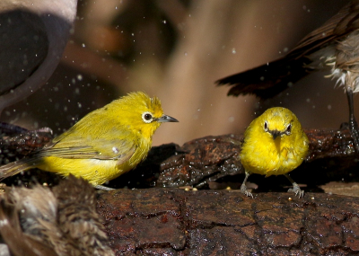 <i class='fa fa-user'></i> Rene en George |   Afrikaanse Brilvogel  <i class='fa fa-eye'> 214</i>   <i class='fa fa-comment-o'> 6</i>