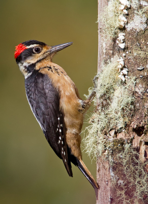 <i class='fa fa-user'></i> Paul Cools |   Haarspecht  <i class='fa fa-eye'> 200</i>  <i class='fa fa-thumbs-up'> 3</i>   <i class='fa fa-comment-o'> 6</i>