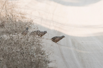 <i class='fa fa-user'></i> martin lok |   Jungledwergpatrijs  <i class='fa fa-eye'> 263</i>  <i class='fa fa-thumbs-up'> 3</i>   <i class='fa fa-comment-o'> 12</i>