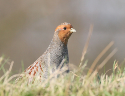 Nieuwsgierigheid en geduld.Liggend op de buik heb ik net zo lang gewacht tot de patrijs zijn nieuwsgierigheid niet meer kon bedwingen. Alleen wat ruis uit de achtergrond verwijderd.