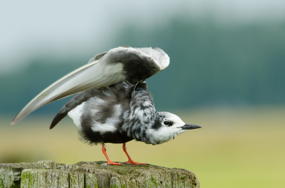 <i class='fa fa-user'></i> Truus Aletta Maan |   Witvleugelstern  <i class='fa fa-eye'> 254</i>  <i class='fa fa-thumbs-up'> 6</i>   <i class='fa fa-comment-o'> 7</i>