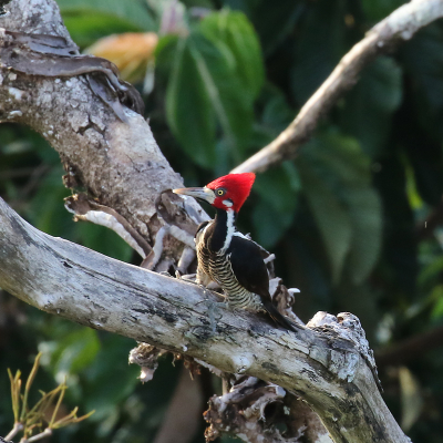 <i class='fa fa-user'></i> Henk Baptist |   Zwartkeelspecht  <i class='fa fa-eye'> 198</i>   <i class='fa fa-comment-o'> 3</i>